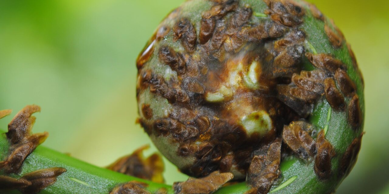 Cyathea decurrens