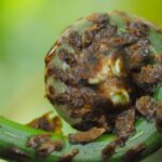 Cyathea decurrens