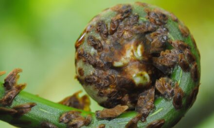 Cyathea decurrens