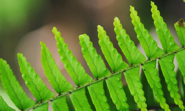 Nephrolepis lauterbachii