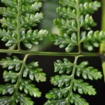 Dryopteris arborescens