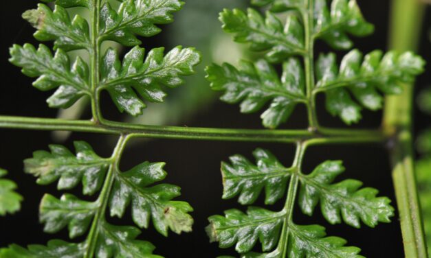 Dryopteris arborescens