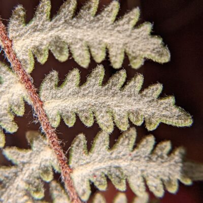 Golden Lip Fern 2 – Myriopteris aurea – Pteridaceae – Santa Rita Mountains – Agua Caliente Trail (5) (Myriopteris aurea)