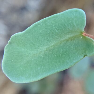 Intermediate Cliffbrake – Pellaea intermedia – Pteridaceae – Patagonia Lake State Park (4) (Pellaea intermedia)