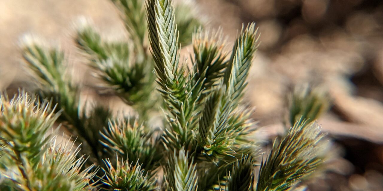 Selaginella rupincola