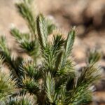 Selaginella rupincola