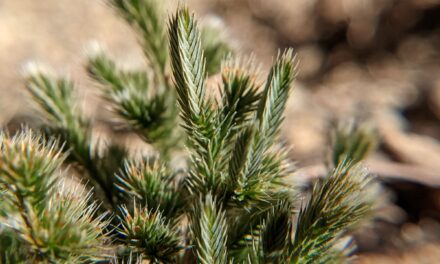 Selaginella rupincola