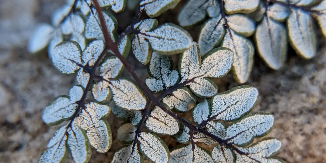 Argyrochosma limitanea