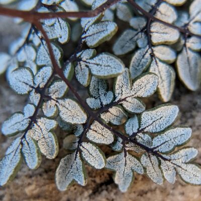 Southwestern False Cloak Fern – Argyrochosma limitanea – Pteridaceae – Whetstone Mountains – French Joe Canyon (4) (Argyrochosma limitanea)