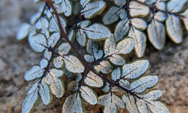 Argyrochosma limitanea