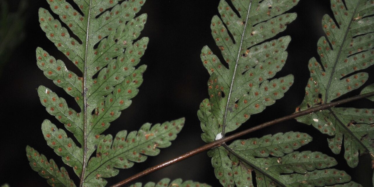 Tectaria ferruginea