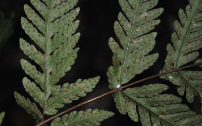 Tectaria ferruginea