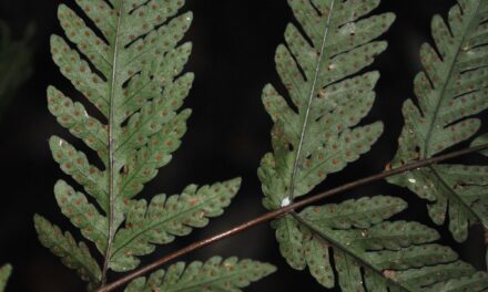 Tectaria ferruginea