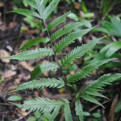 Tectaria Sundue 2247 2 (Tectaria barberi)