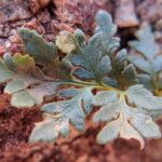 Wright’s Lip Fern – Myriopteris wrightii – Pteridaceae – Ruby Road (3) (Myriopteris wrightii)