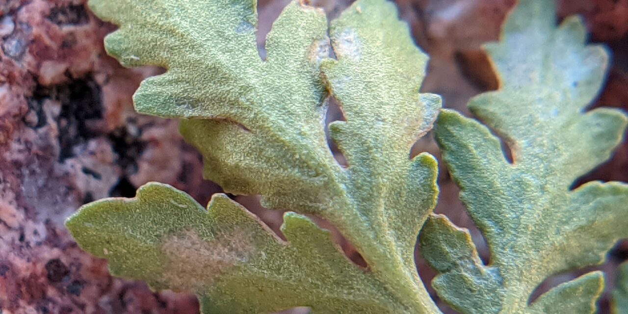 Myriopteris wrightii