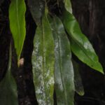 Elaphoglossum novoguineense
