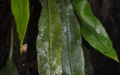 Elaphoglossum novoguineense