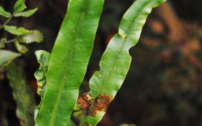Elaphoglossum archboldii