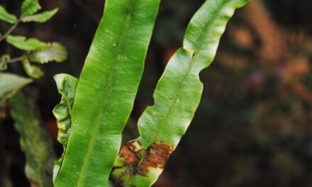 Elaphoglossum archboldii