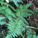 A. uniseriale 4 (Asplenium uniseriale)