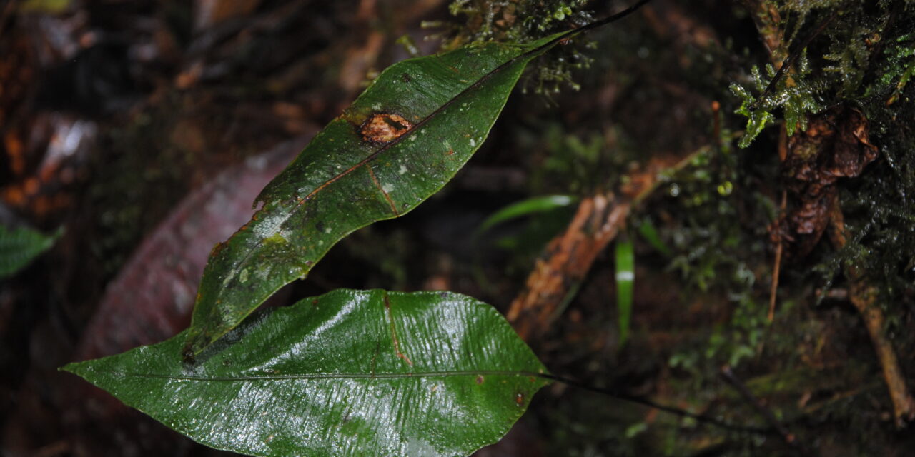 Elaphoglossum papillosum