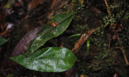 Elaphoglossum papillosum