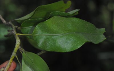 Phymatosorus papuanus