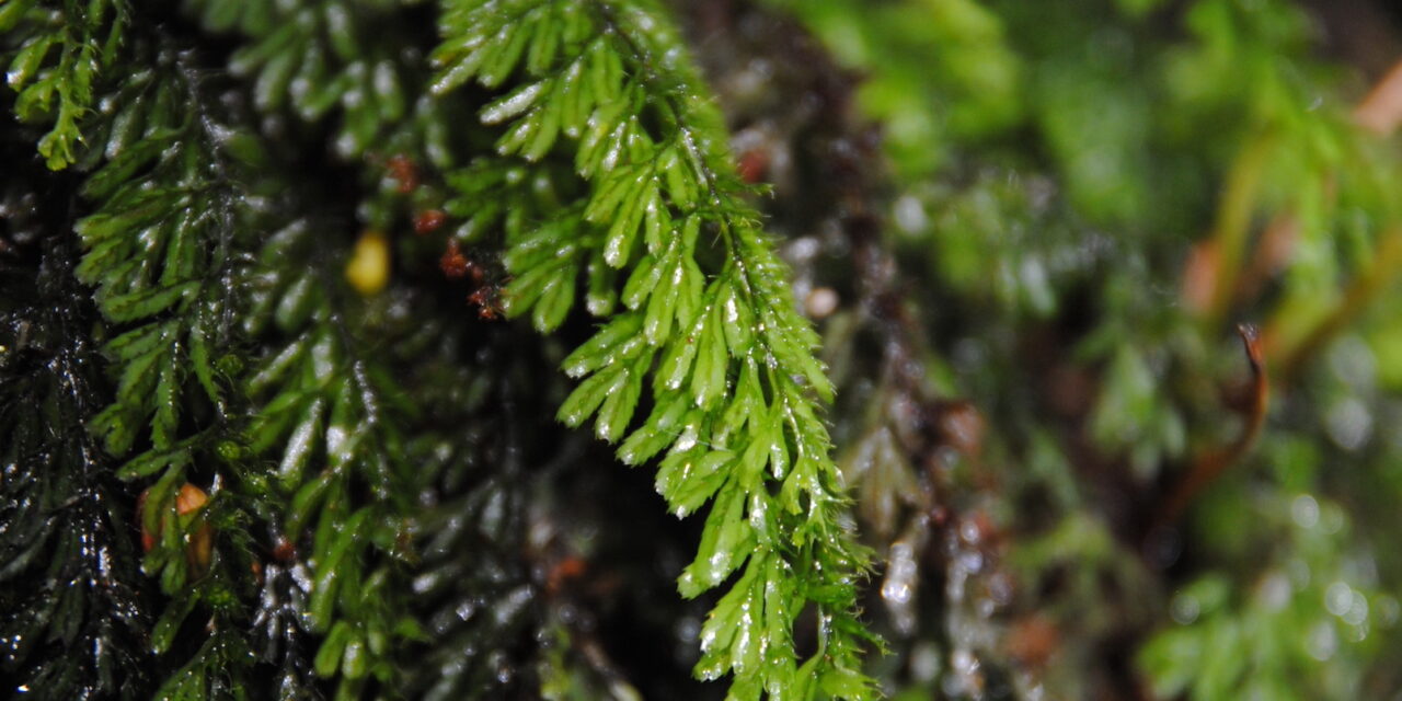 Hymenophyllum jamesonii