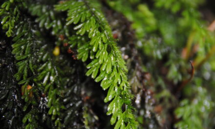 Hymenophyllum jamesonii