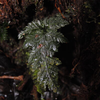 DSC_0156 (Abrodictyum rigidum)