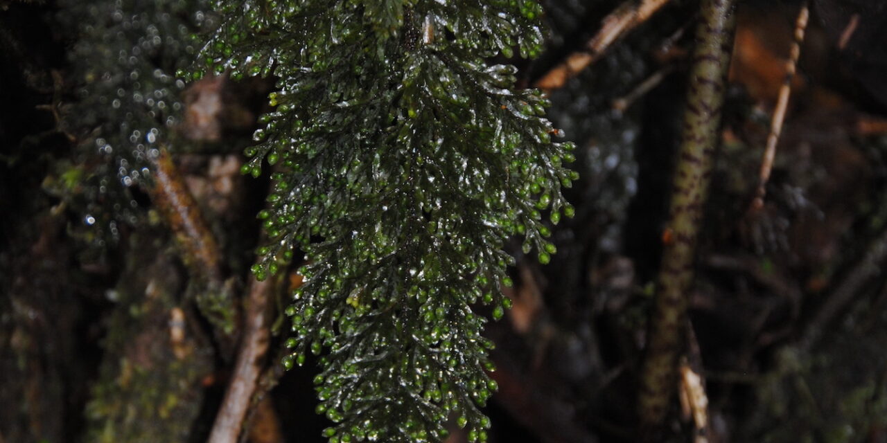 Hymenophyllum microcarpum