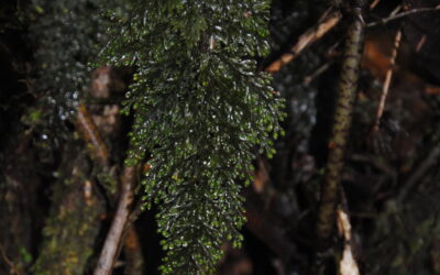 Hymenophyllum microcarpum