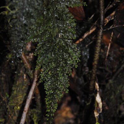 DSC_0160 (Hymenophyllum microcarpum)