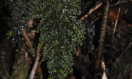 Hymenophyllum microcarpum
