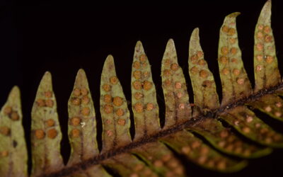 Ceradenia cf. spixiana