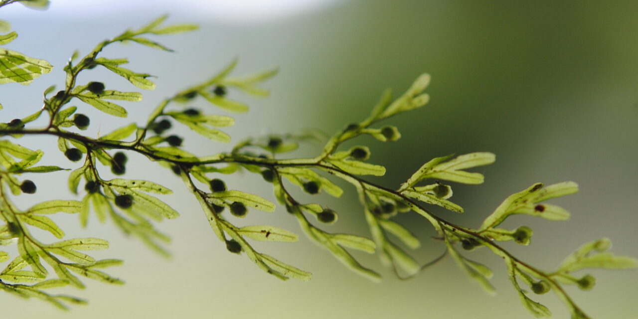 Hymenophyllum cf. ferax