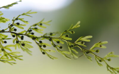 Hymenophyllum cf. ferax