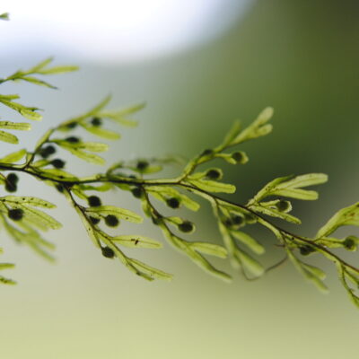 DSC_0222 (Hymenophyllum cf. ferax)