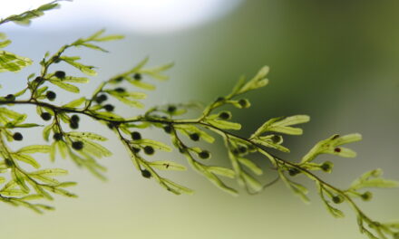 Hymenophyllum cf. ferax