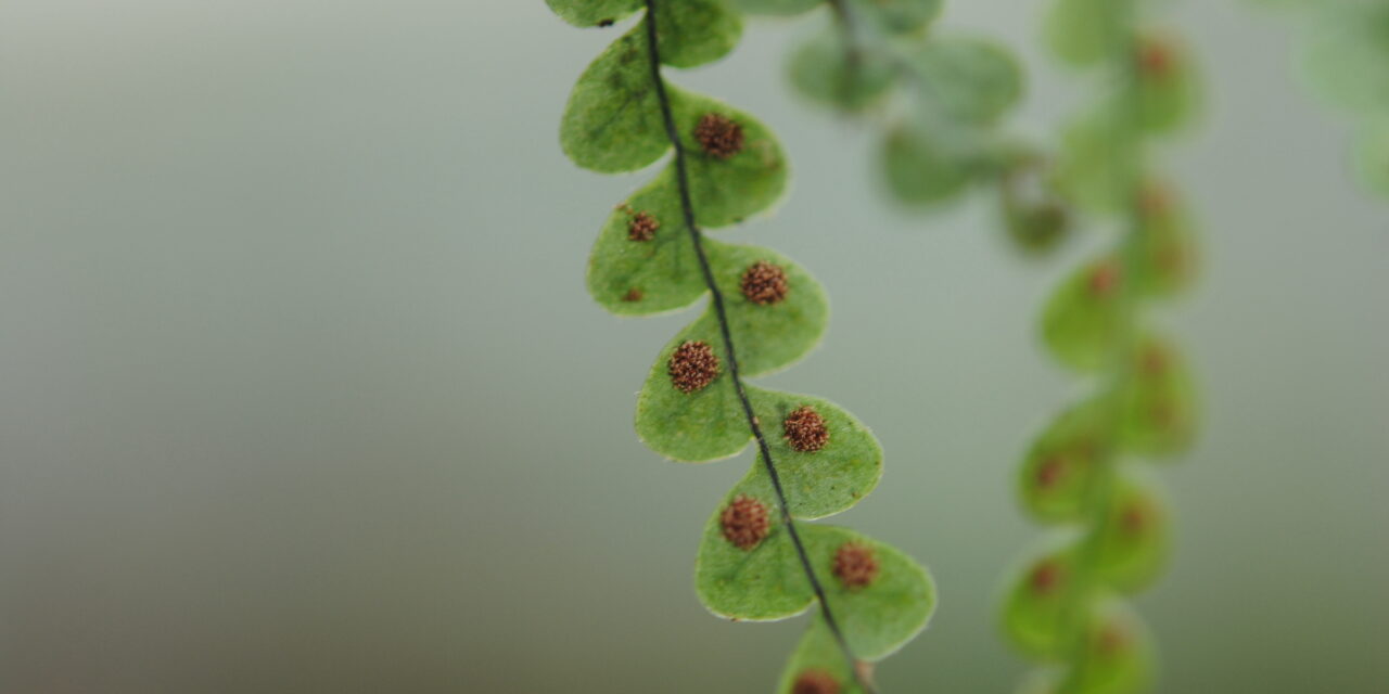 Lellingeria sp.