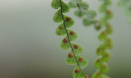 Lellingeria sp.