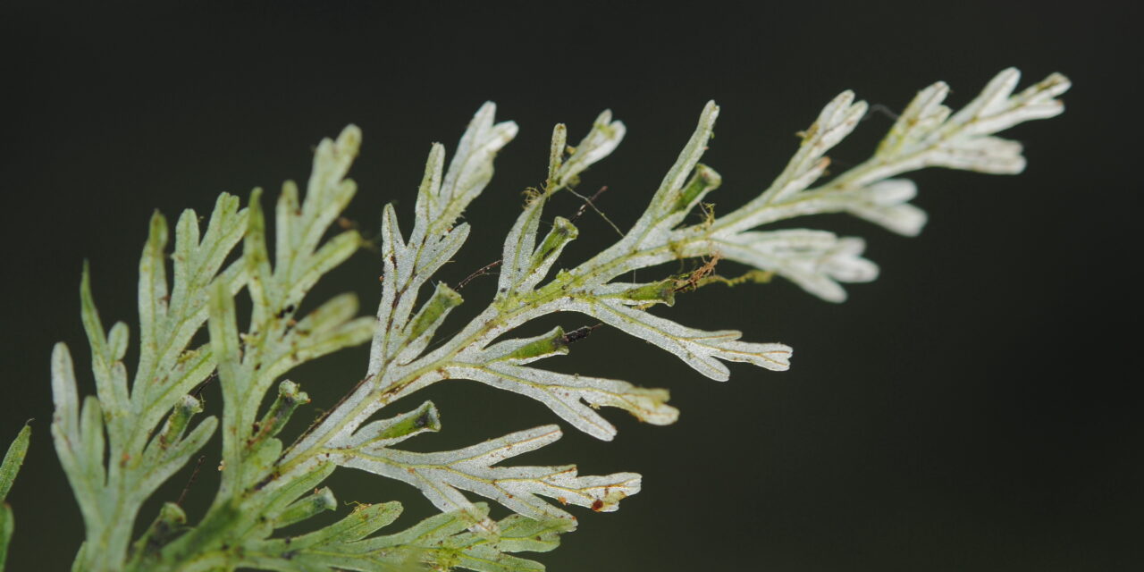 Polyphlebium diaphanum