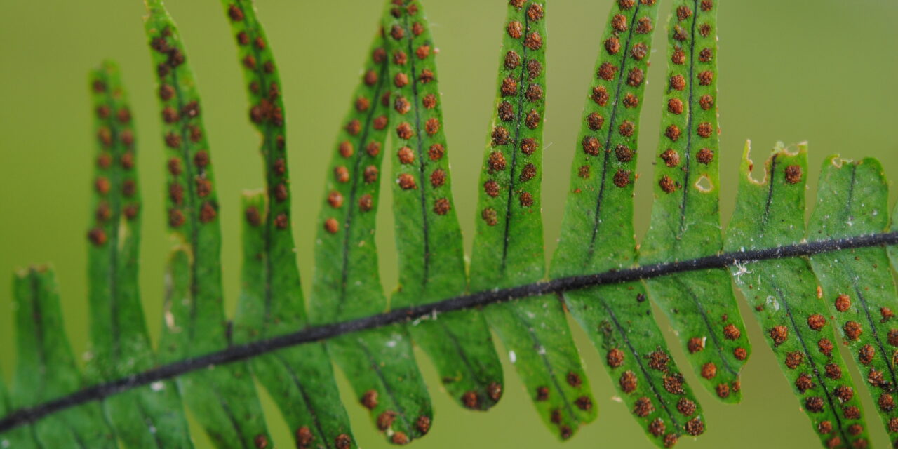 Lellingeria oreophila