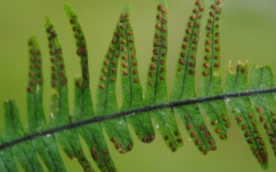 Lellingeria oreophila