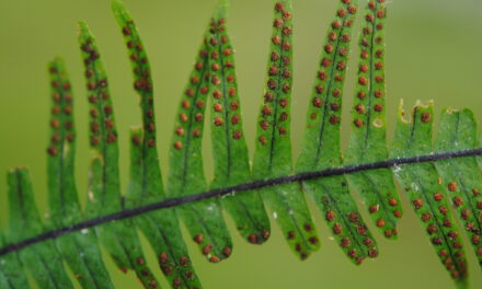 Lellingeria oreophila