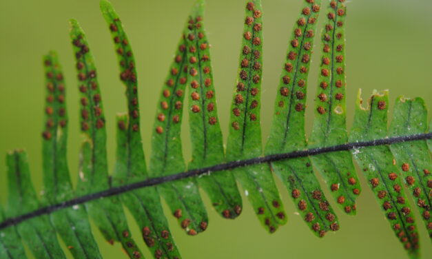 Lellingeria oreophila