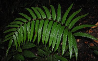 Sphaerostephanos veitchii