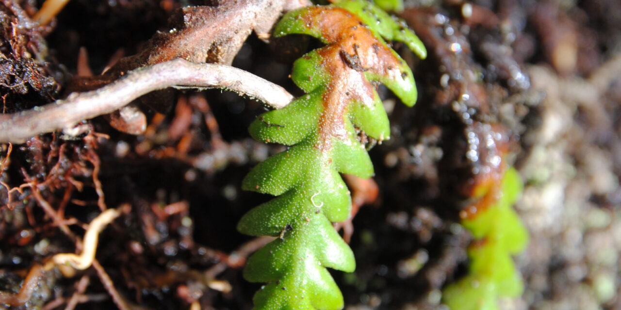 Ceradenia discolor
