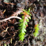 Ceradenia discolor